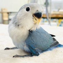 【最新画像】元気いっぱいやってきたよ💙🩵コザクラインコ（ブルーチェリー）ヒナ
