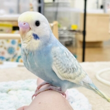 【最新画像】ほわほわ癒しの雰囲気〜️🫧セキセイインコ(パステルレインボースパングル)ヒナ