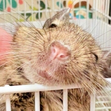 【最新画像】これから大きくなるんだ☺️ミニミニサイズのデグーちゃん（パイド）男の子
