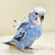 天使の羽がついたカッパちゃん🪽セキセイインコ（オパーリン）ヒナ