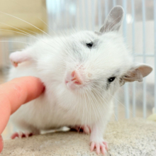 【最新画像更新🪄】ピンクのお鼻のとっとこ隊🐭🌿デグー(ホワイトパイド)男の子