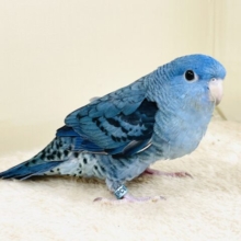 好奇心旺盛な青い鳥さん💙サザナミインコ（コバルト）