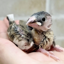 ちょこんとお座り🐣🩷　桜文鳥