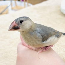 【最新画像★ひな餌卒業】大人の階段登る〜🎶桜文鳥ちゃん