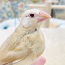 【最新画像】ぽかぽか ふわふわ☁️ミルクティー🫖シナモン文鳥（ヒナ）