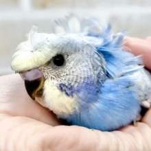ビジュイイじゃん🎶魅惑のつむじ☝️ 梵天セキセイインコ（パステルレインボースパングル）