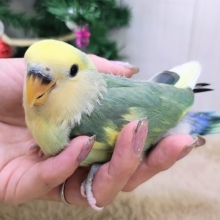 最新画像更新♡完璧な抜け具合🌼小桜インコのタイガーチェリー❤️