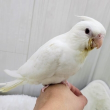 最新画像更新♥きらきらルビーアイの天使が舞い降りた🪽オカメインコ（ピュアホワイト）