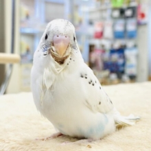 【最新画像】ごま塩カラーなセキセイインコちゃん❣️(白ハルクイン)ヒナ