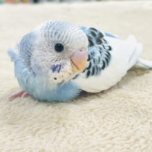 【最新画像】ワタワタ妖精参上‼️✨️セキセイインコ(パイド)ヒナ
