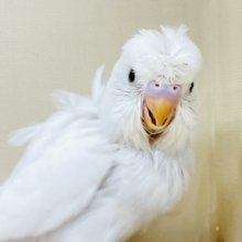 お花咲いたよ〜セキセイインコ（ダブルファクター）ヒナ