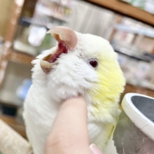 おしゃべり好きです🎶たまらんフワフワ🥰　オキナインコ（クリーム）
