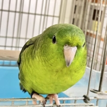 ｧｰｰ!!👽ブログ乗っ取りピエポ星人👽🛸サザナミインコ(ノーマル‪💚/2025年8月生まれ)