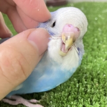 ✨最新画像✨さわやか❄️winterブルー⛄　セキセイインコ