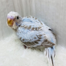 優しいお色にキュンです‎‎🫰🏻💗  ̖́-セキセイインコのシナモンオパーリン🫧