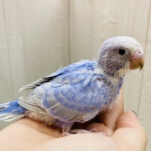 美✨ブルー✖️グレーの素敵カラー🩶セキセイインコのスパングル！！