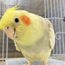 ✨最新画像✨おむおむ🍳卵ﾏｼﾏｼとびきりsmile🌻(๑Ü๑)🌻オカメインコ(シナモンパイド/2025年5月生まれ)
