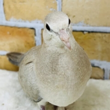 しれっと登場！ジュズカケバトの若さんご来店です！