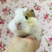 美モルちゃん参上❢❢🌼一目惚れしちゃうかわいさです*ˊᵕˋ アビシニアンモルモットさん､女のコ🌟♀