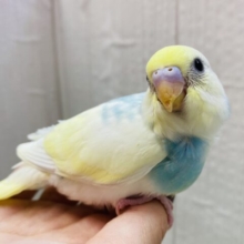 ブルーのベストでお出かけ気分💙🎶セキセイインコのパステルレインボーパイド⭐️