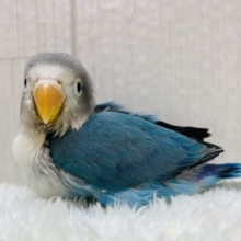 最新画像有ります❗️まるで冬仕様🤍🎀ﾜﾀﾜﾀ帽子のブルーボタンインコ⭐️