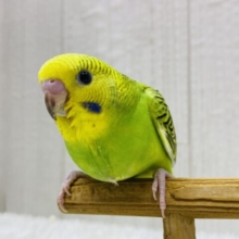 最新画像有ります⭐️セキセイインコと言えばこのカラーですよね‼️定番人気のオパーリン🌱