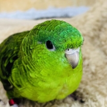 頼れる姉貴🎶むっちり緑ちゃん💚サザナミインコの女の子
