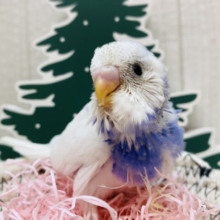 白✖️青の冬カラー💙🤍賑やかなセキセイインコパイドカラー！！