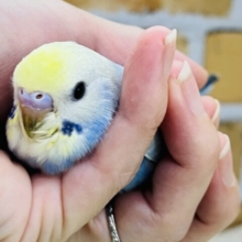 11/8更新☆まだまだ赤ちゃんなの🍡セキセイインコのヒナ(レインボースパングル)入荷しました❤️