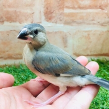 元気にご飯アピール🔥🔥🔥　桜文鳥