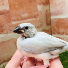 シルバー文鳥さんがやってきましたよ～✨✨