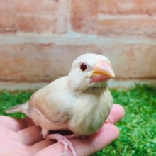 シナモン文鳥さんがやってきましたよ～🎵🎵