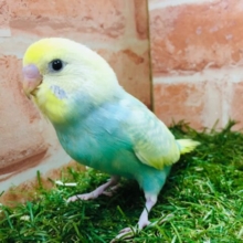 ①カラフルなセキセイちゃんがやってきましたよ～🌈🌈　セキセイインコ（レインボー系）