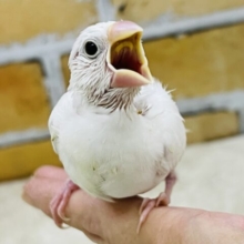 色白きゅるるん🤍白文鳥の雛入舎しました✨