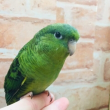 久々にサザナミインコさんがやってきましたよ～💚💚💚