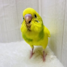最新画像有ります‼️元気いっぱいビタミンカラー🔆セキセイインコのパイド⭐️