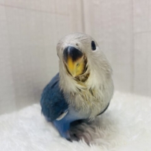 最新画像有ります⭐️このパッチリ目はアイドル級💙コザクラインココバルトヒナさん