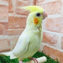 ②💛💛オカメインコ（ルチノー）💛💛