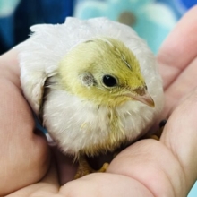 ピヨピヨ🐣ひめうずらだよ♡