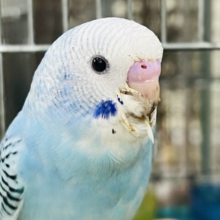甘えるのがお上手♡セキセイインコ（ブルーオパーリン）