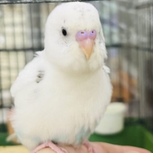 シマエナガですか?いいえ、セキセイインコです♡（白ハルクイン）
