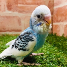 💙💙セキセイインコ（パイド）💙💙