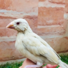 シナモン文鳥さんがやってきましたよ～💛💛💛
