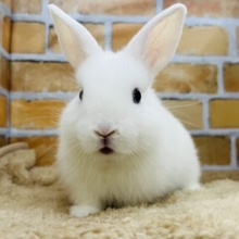 忘れ物しちゃった?ミッ◯ィーちゃん🐰ドワーフホトのベビちゃん💕