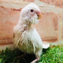 真っ白アルビノセキセイちゃんがやってきましたよ～🎵　セキセイインコ