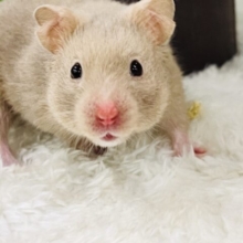 ルビーアイ💜おっとりおだやかなレアなハムちゃんだよ🐹