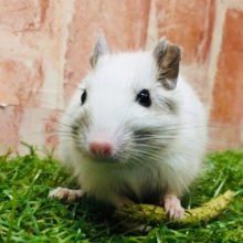可愛さ全開！！💗💗💗💗💗　デグー（サンドパイド）