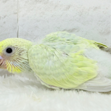 わくわく‪☆将来が楽しみ🐣🍬セキセイインコ(パステルカラーレインボー) ヒナ