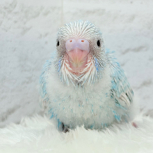 ひと足早めのわた毛マフラー🧣･*セキセイインコ(スパングル) ヒナ