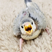 儚げな透明感✨激レア文鳥（アゲイト）の雛が入舎しました！！